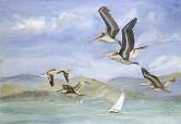 Five Peicans & a Boat Watercolor