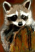 Baby Raccoon#1 Pastel