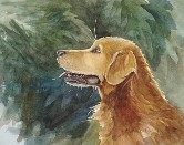 Red Dog Watercolor