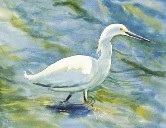 Egret Walking Watercolor