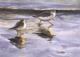 Shorebirds at Sunset Watercolor