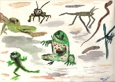 Smiling Frog #25 Watercolor