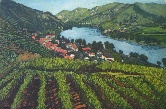 Euro Routes VI: Vineyards (Austria)