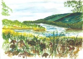 Dutchess County NY Wetlands #57 Watercolor