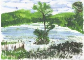 Lake at Rockefeller State Park #63 Watercolor