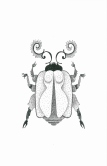 Very Lady Bug