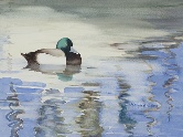 Scaup in the Harbor