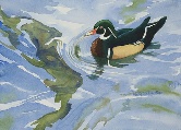 Wood Duck Watercolor