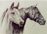 ARABIAN HORSES Pen and Ink
