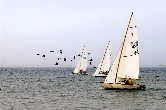 Sail boats vs. Pelicans Photography, Color