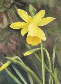 Daffodil against dark ground