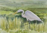 Egret in the Marsh Watercolor