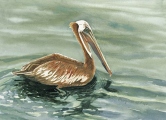 Pelican Swimming Watercolor