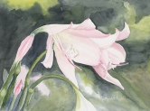 Pink Lily Watercolor