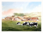 Three Holsteins Watercolor