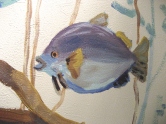Purple fish detail