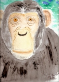 191 Male Chimpanzee Watercolor
