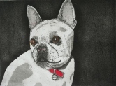 Lucie - French Bull Dog Etching