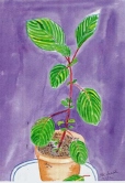 mesart 258 July Plant Watercolor