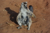 Madagascar, Lemur Photography
