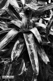 Tropical Plant Photography, B/W