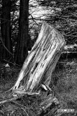 Tree Stump Photography