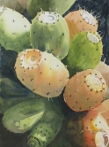 cactus fruit Watercolor