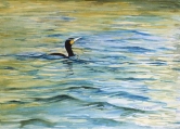 Crested Cormorant Watercolor