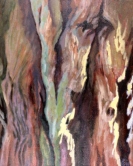 Redwood Bark Acrylic