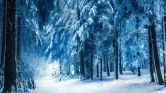 Cold Forest