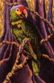 Green & Red  Parrot Oil