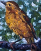 Golden Bird Oil