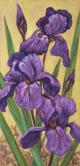 Iris Quintet Oil