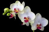 Phalaenopsis 1 Photography, Color