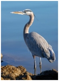 Great Blue Heron Photography, Color