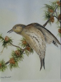 Pine Siskin Watercolor