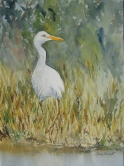 Cattle Egret Watercolor