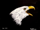 BALD AMERICAN EAGLE