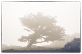 TREE FOG Photography, Color