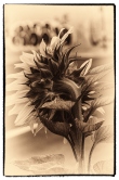 SEPIA SUNFLOWERS Photography