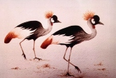 Africa's Crowned Cranes Watercolor