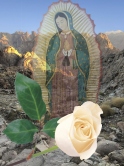 The White Rose-Lady of Guadalupe©
