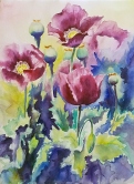 Poppies in Bloom Watercolor
