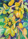 Yellow Fruits