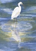 Egret Reflected Watercolor