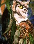 Carole K. Fitzgerald's GREAT HORNED OWL