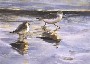 Margaret W. Fago's Shorebirds at Sunset