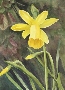 Margaret W. Fago's Daffodil against dark ground