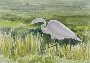 Margaret W. Fago's Egret in the Marsh