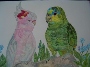 Nami O'Donnell's Pink parrot and Amazon